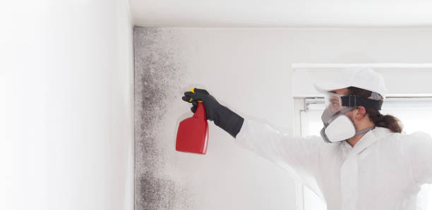 Mold Removal Process in Morton, WA